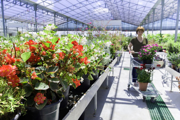 Woman buying in orangery