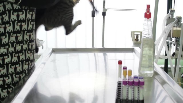 Frightened and aggressive cat in the veterinary clinic on the medical examination table. Veterinarian is preparing to examine the cat.