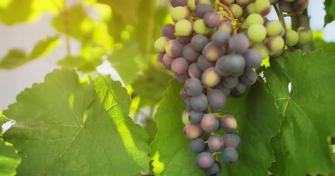 Cluster of Unripe Grapes Hanging on the Vine. 4k stock footage