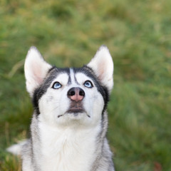 Portrait of a husky with a red nose and blue eyes © neonnspb
