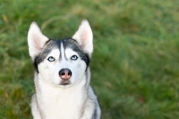 Naklejka premium Portrait of a young husky on a background of grass