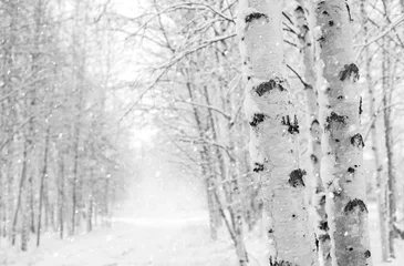 Papier Peint photo Lavable Bouleau Paysage d& 39 hiver avec des bouleaux enneigés dans le parc