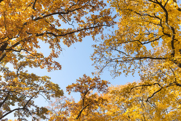 View of the sky in the autumn park of St. Petersburg