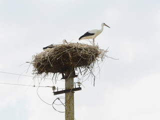Fototapeta premium Young white storks are having a rest in the nest before the next flight. Now parents leave them alone for a longer period of time