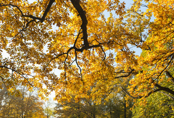 Oak with golden leaves in the central park of St. Petersburg