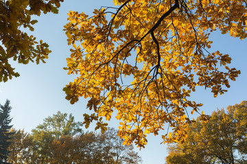 All shades of yellow tones on one oaks branch in autumn park