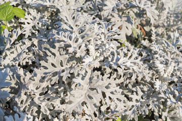 Snow-white velvet plant in the rays of the autumn sun