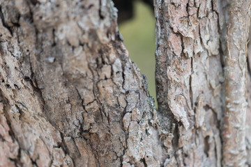 tree bark