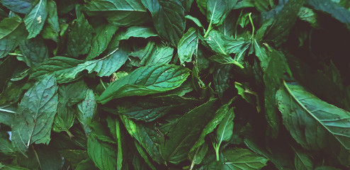 nana mint plant leaves fresh organic herbal tea