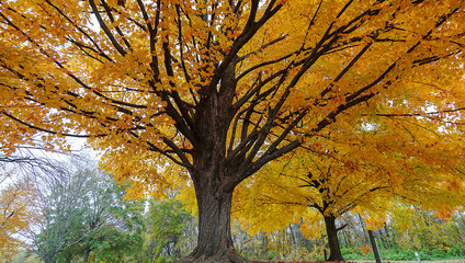 Autumn Trees