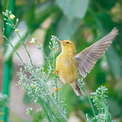Pine Warbler