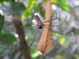 araña fusa