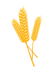 Vector illustration of wheat spikelets isolated on white background. Template, print, design element.