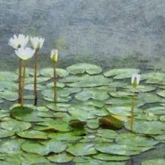 Hand drawing watercolor art on canvas. Artistic big print. Original modern painting. Acrylic dry brush background. Green lily flower on water of lake.     