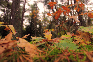 yellow leaves in autumn forest