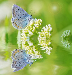Blue butterfly on a white flower