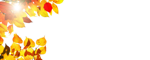 Goldener Herbst auf weissem Hintergrund