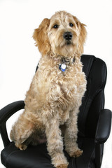 Dog Sitting on Black Office Chair