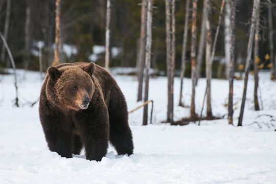Wild Brown bear walking in the snow
