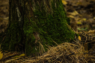 moss in the forest