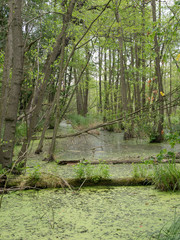 Sumpf im Havelland in der N&auml;he von Gro&szlig; Behnitz