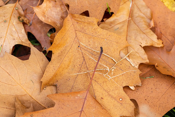 Zeist, Utrecht/The Netherlands - October 21 2018: close up of fallen oak leaves on the forest floor