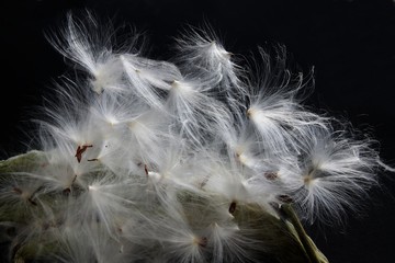 Fototapeta premium seeds of common milkweed plant with white,flossy blow-balls 