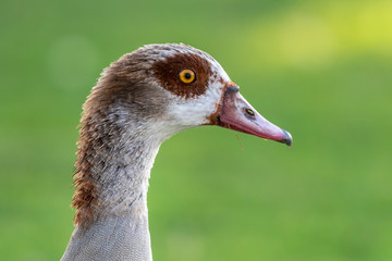 Morgan Goose head portrait
