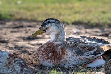 brwon duck rest on shade 