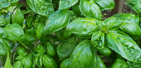 basel green fresh organic 