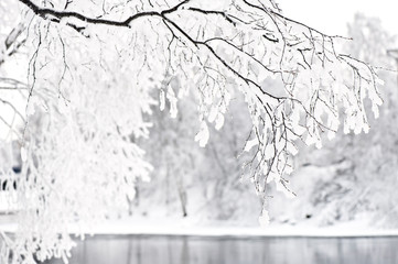 Snow covered birch tree branches along riverbank. Selective focus and shallow depth of field.