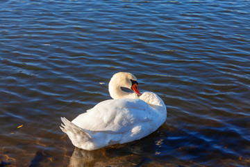 Swan on Main river in Miltenberg , Germany