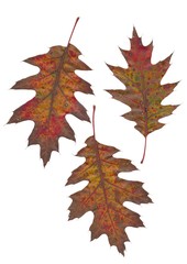 yellow and multicolor leaves of red oak tree