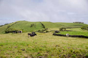 Cow in a green landscape
