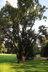 huge,old oak tree in park