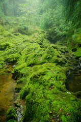 Green Forest Nature