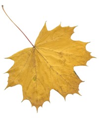 multicolor leaves of maple tree at autumn