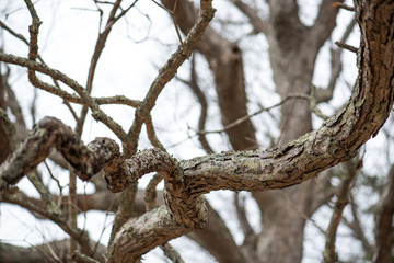 protruding branch