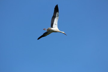 Fototapeta na wymiar flying stork, beautiful big bird