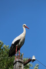 stork in the nest