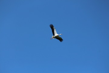 stork soaring in the sky, beautiful bird