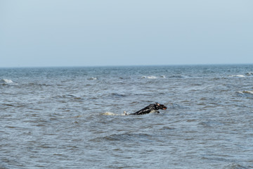 Fototapeta premium Springender Hund im Meer