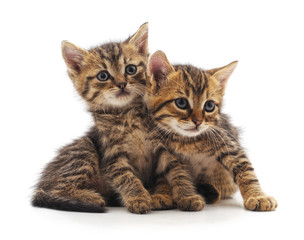 Fototapeta na wymiar Two small kittens.