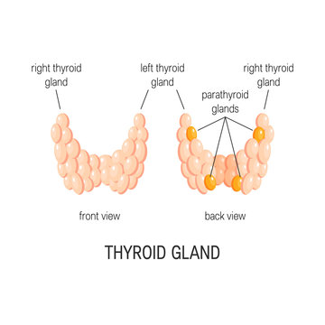 Thyroid Gland Vector