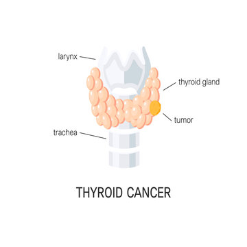 Thyroid gland vector