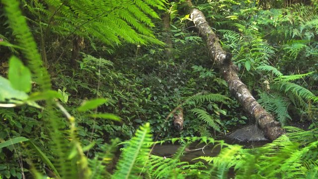 Deadfall log stretches across a narrow, mountain stream