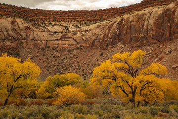 Cottonwood trees in autumn under sandstone ridge