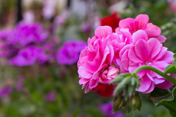 Beautiful bouquet of brightly colored flowers. Small petals with details of the ribs.