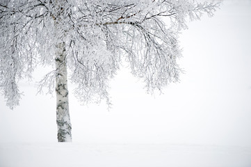 Snow covered birch tree in winter landscape.
