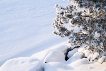 Snow covering pine tree (Pinus sylvestris) branches and stones.